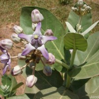 Calotropis gigantea (L.) W.T.Aiton